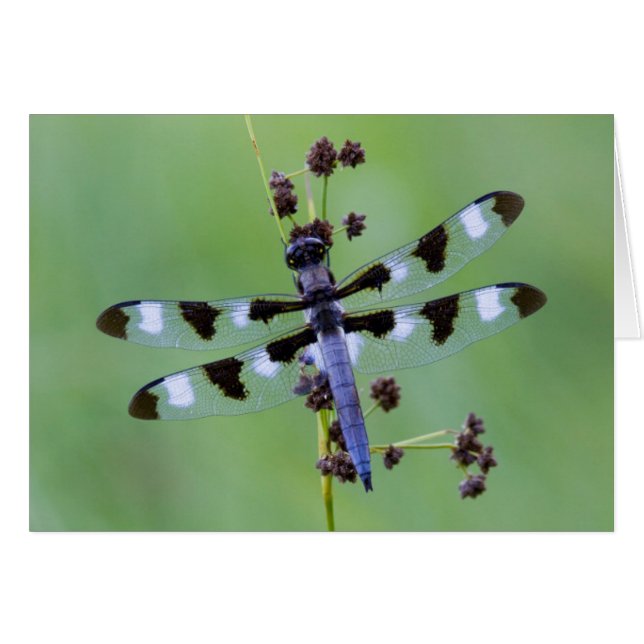 Libélula posada en la hierba, Canadá (Anverso (Horizontal))