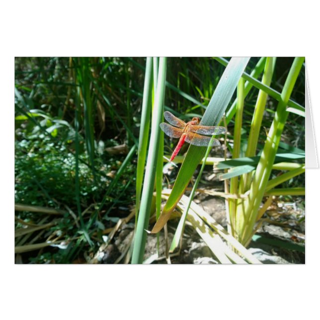 Libélula Roja Posada en una Hoja (Anverso (Horizontal))