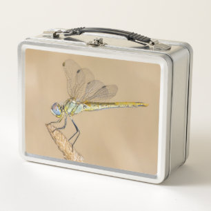 Libélula Skimmer Insecto Hembra (CC BY 4.0)