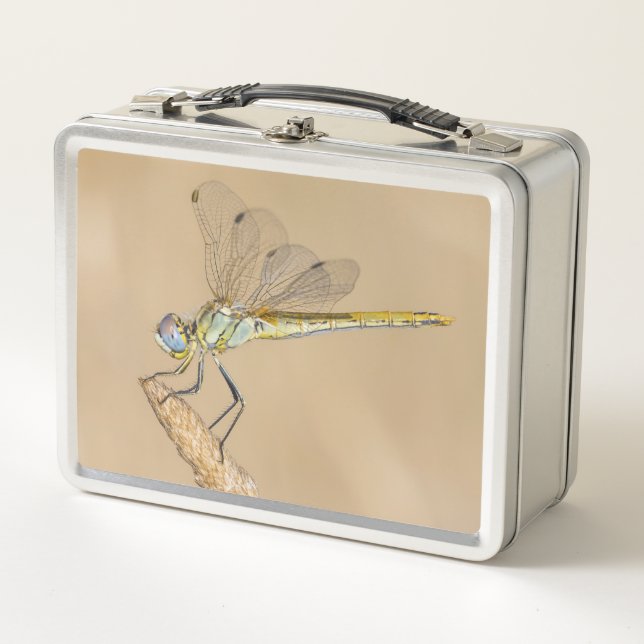Libélula Skimmer Insecto Hembra (CC BY 4.0) (Anverso)