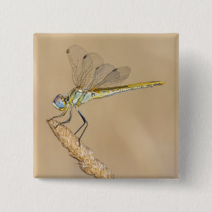 Libélula Skimmer Insecto Hembra (CC BY 4.0) Botón