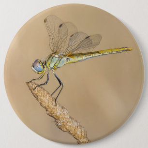 Libélula Skimmer Insecto Hembra (CC BY 4.0) Botón