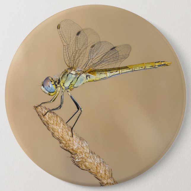 Libélula Skimmer Insecto Hembra (CC BY 4.0) Botón (Anverso)