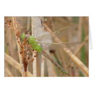 Libélula verde I1