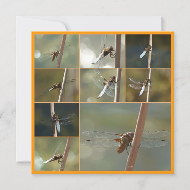 libélulas (Anverso)