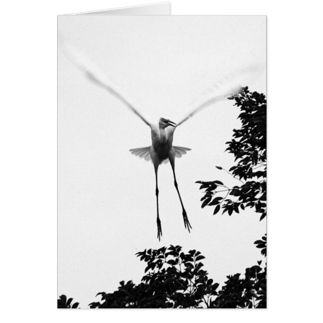 Libere la caída (Frente)