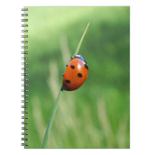 Libreta mariquita en una hoja de hierba