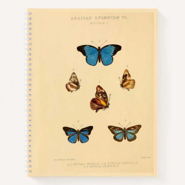 Libro de esbozo de la espiral de la mariposa de Áf (Anverso)