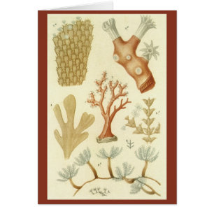 Libro de texto de ciencias biología, Animales de c