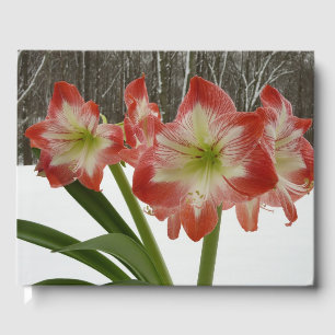 Libro De Visitas Amaryllis en floral de invierno en la nieve roja f