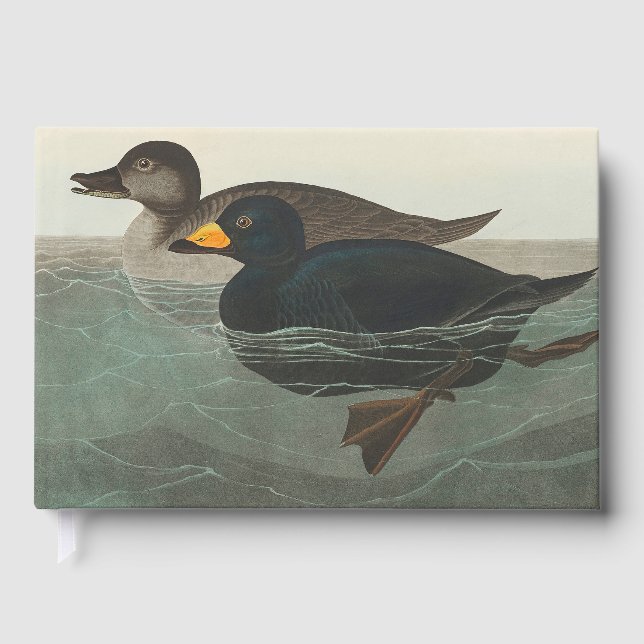 Libro De Visitas Audubon American Scoter Duck (Anverso)