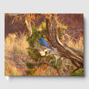 Libro De Visitas Azulejo Montañés en el Parque Nacional Arches