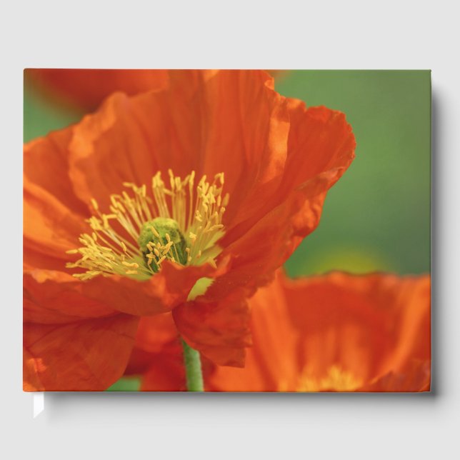 Libro De Visitas Bonita amapola roja (Anverso)