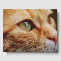 Cara determinada de un gato jengibre