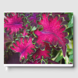 Libro De Visitas Coleus Macro