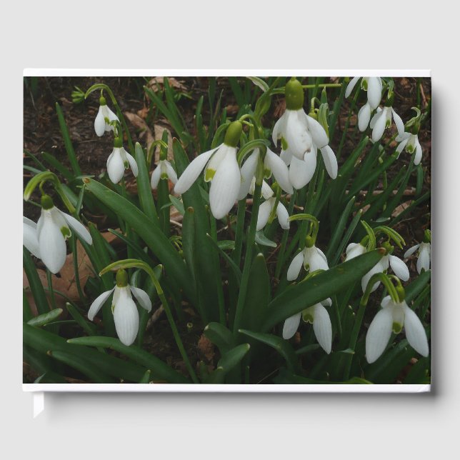 Libro De Visitas Flores de Primavera Blanca (Galanthus) (Anverso)