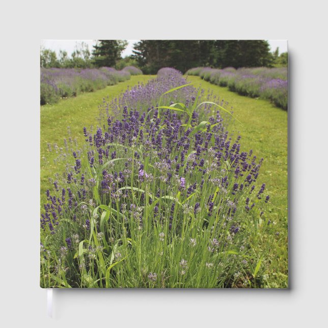 Libro De Visitas Granja de lavanda de hidrocarburos