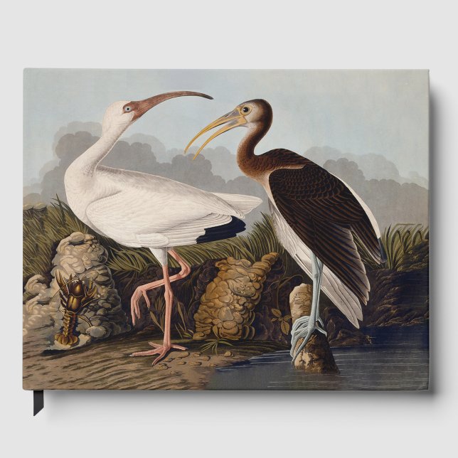 Libro De Visitas John James Audubon White Ibis Bird Print Classic (Anverso)