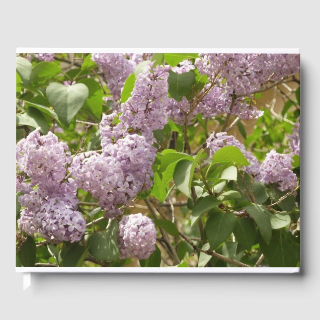Libro De Visitas Lilac Bush hermosas flores de primavera morada (Anverso)