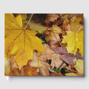 Libro De Visitas Maple caído deja naturaleza otoño amarilla