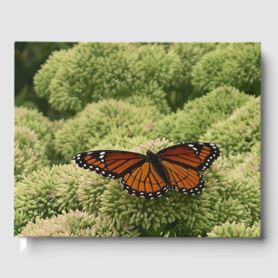 Libro De Visitas Mariposa Virrey Fotografía De Naturaleza Hermosa