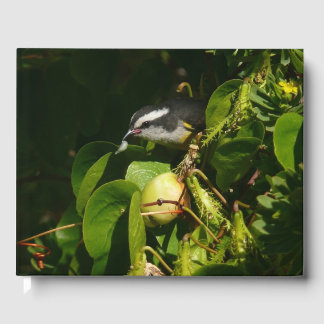 Libro De Visitas Mielero Comiendo Fotografía Tropical