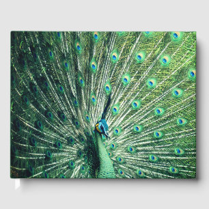 Libro De Visitas Peacock Strut