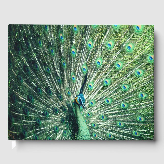 Libro De Visitas Peacock Strut (Anverso)