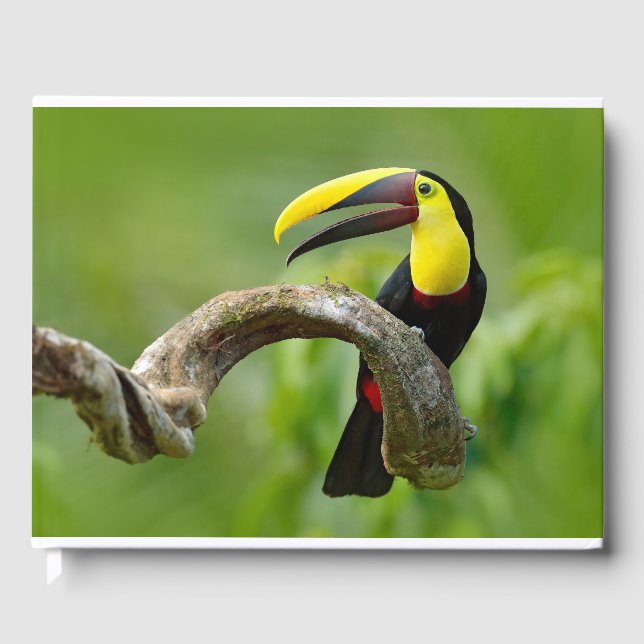 Libro De Visitas Toucan sentado en la rama del bosque (Anverso)