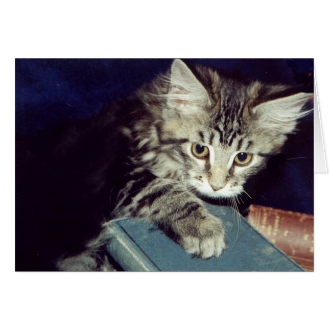 Libros y gatos (Anverso (Horizontal))