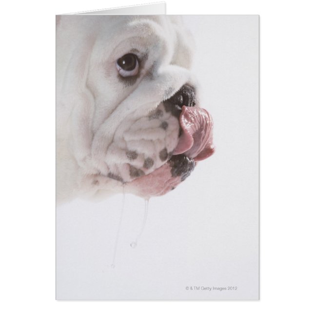 Licencia de bulldog (Frente)