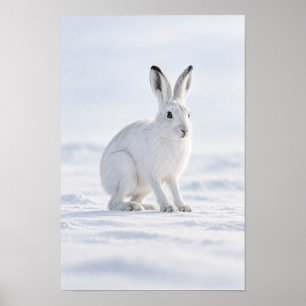 Liebre Ártica Blanca en Arte de Pared de Tundra Ne