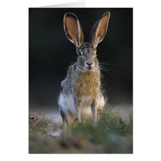 Liebre de cola negra, Lepus californicus, 2 (Frente)