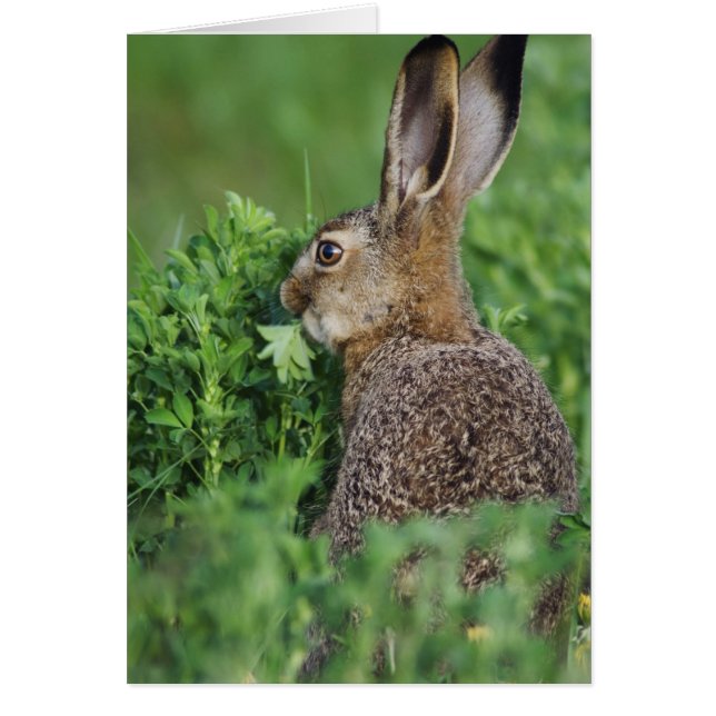 Liebre parda, Lepus europaeus, joven comiendo, (Frente)