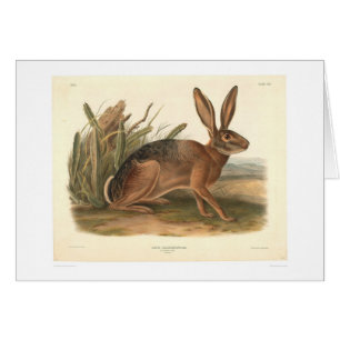 Liebres de California por Audubon (0177A)