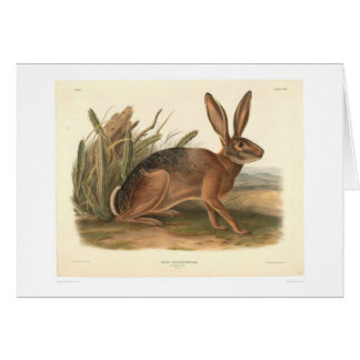Liebres de California por Audubon (0177A)
