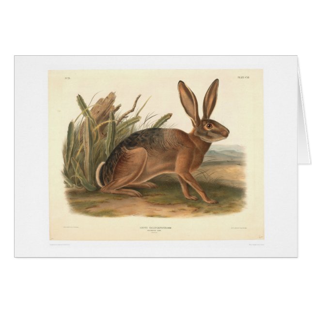 Liebres de California por Audubon (0177A) (Anverso (Horizontal))