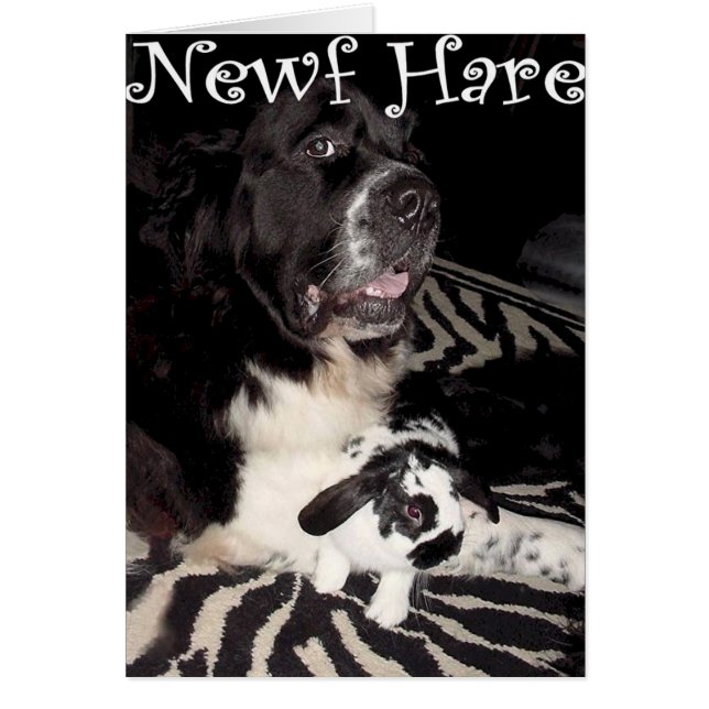 Liebres de Newf (Frente)