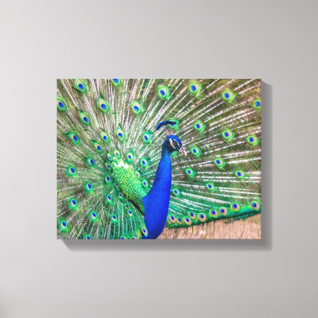 Lienzo 0601-Peacock (Anverso)