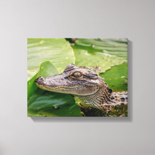 Lienzo 14x11 Joven lagarto