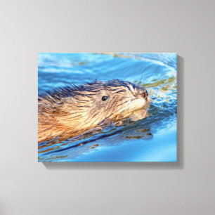 Lienzo 14x11 Muskrat en la reserva ecológica de las gran