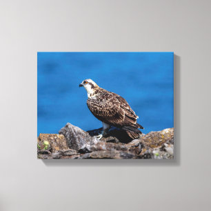 Lienzo 14x11 Osprey sobre las rocas