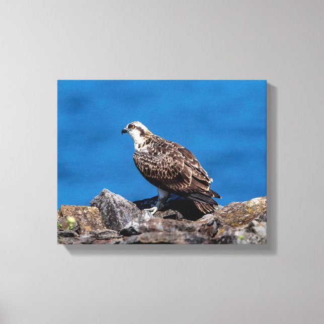 Lienzo 14x11 Osprey sobre las rocas (Anverso)