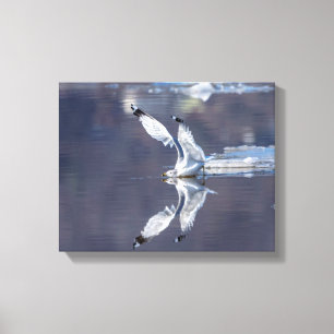 Lienzo 14x11 Reflexiones de gaviotas