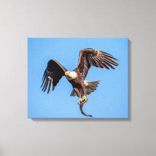 Lienzo 20x16 Águila calva con pescado