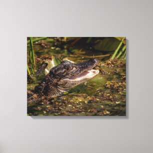 Lienzo 20x16 Joven lagarto