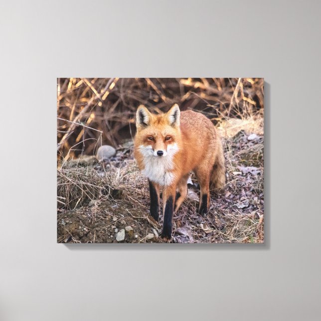 Lienzo 20x16 Red Fox de cerca y personal (Anverso)
