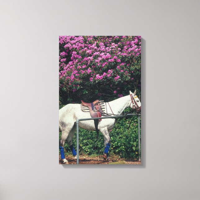 LIENZO 23893981 (Anverso)