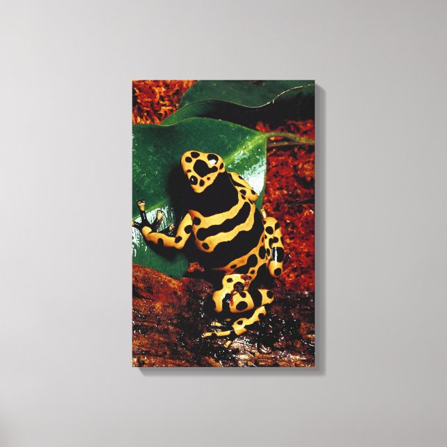 LIENZO 23898189 (Anverso)