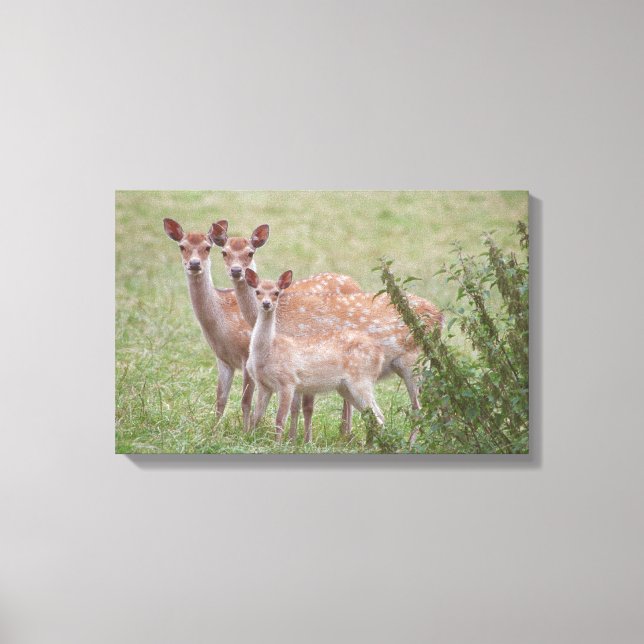 LIENZO 23899263 (Anverso)